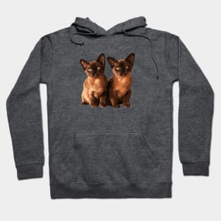 Burmese Cat Cute Kittens Hoodie